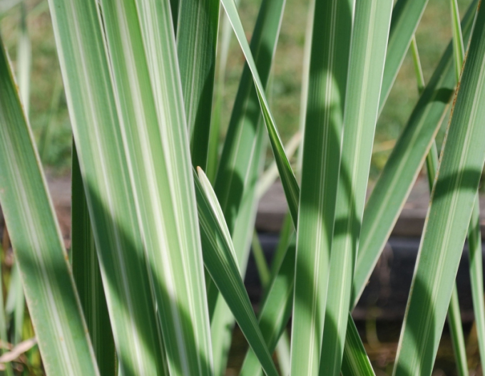 Křídlatka širokolistá