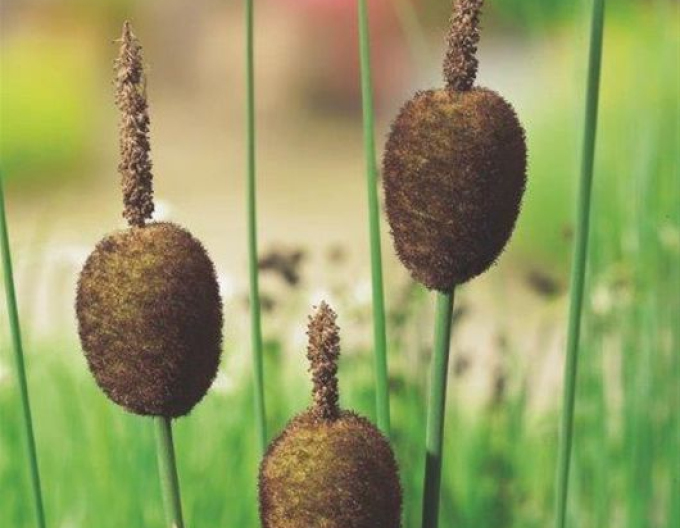 Křídlatka nejmenší