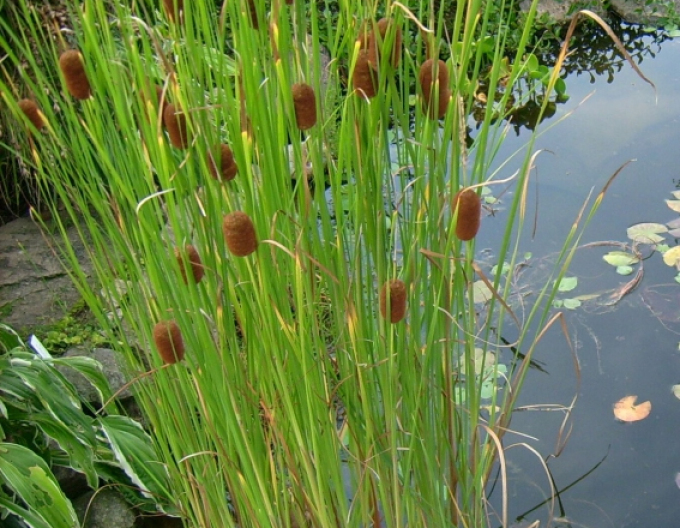 Křídlatka nejmenší