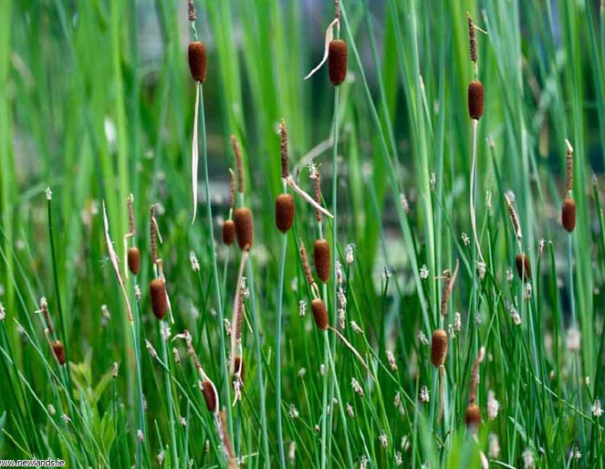 Křídlatka nejmenší