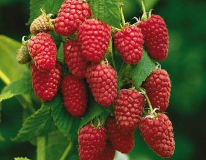 Červená malina ´Autumn Bliss´ STÁLERODÍCI