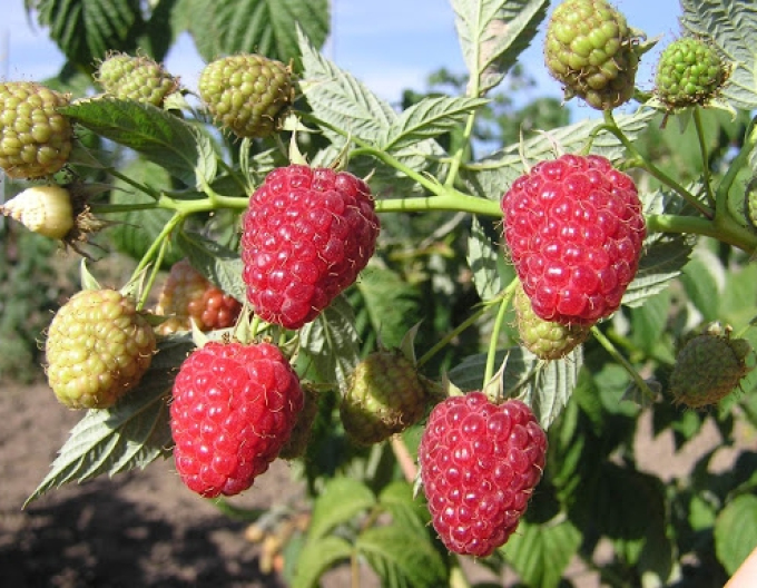 Červená malina ´Autumn Bliss´ STÁLERODÍCI