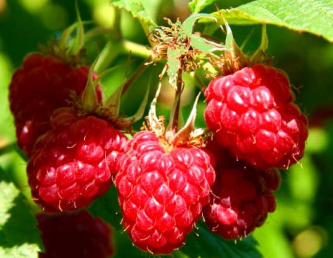 Maliník jednouplodící  Willamette