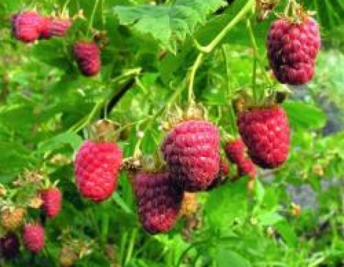 Maliník jednouplodící  Willamette