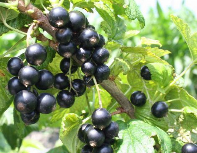 Černý rybíz ´Cassisima Noiroma´ KEŘ