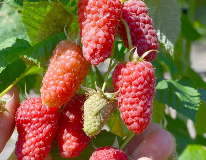 Maliník ´Gordost Rosyi´ beztrnny velkoplodici