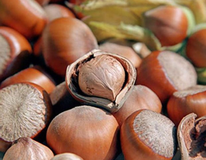 Líska obecná ´Tonda Romana´