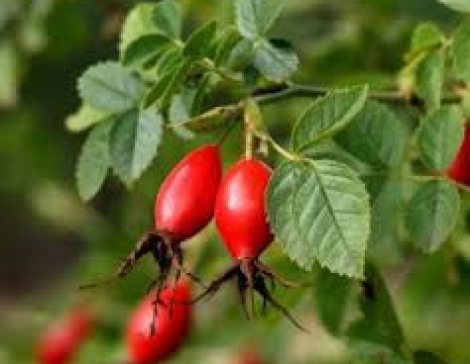 Růže plodová (šipková)