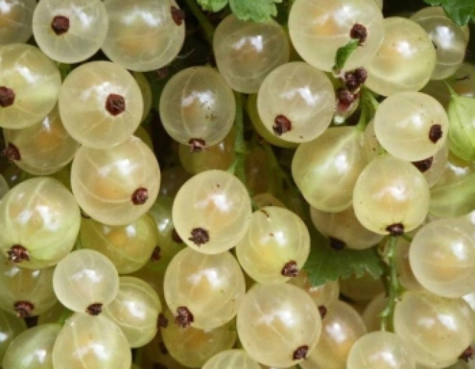 Rybíz bílý Blanka KEŘ