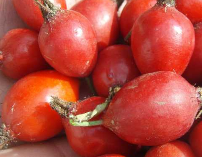 Růže plodová (šipková)