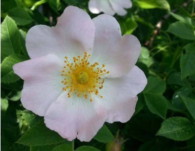 Růže plodová (šipková)