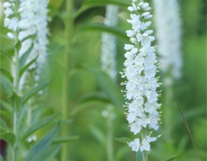 Veronika ´Schneeriesin´