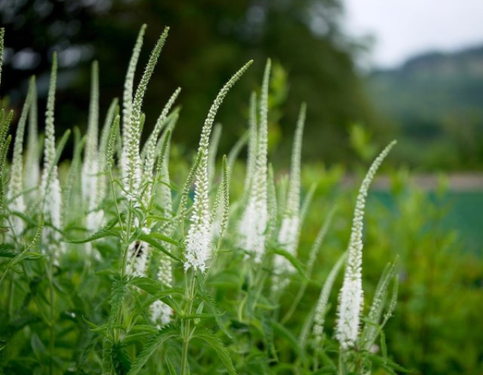 Veronika ´Schneeriesin´