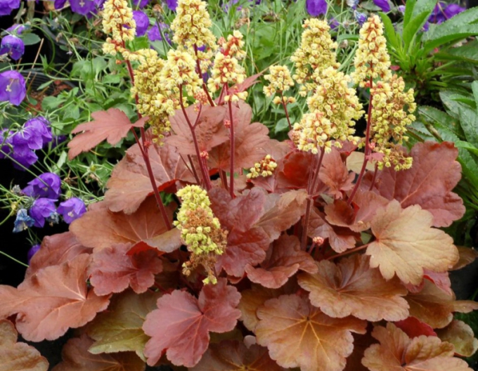 Heuchera Little Cutie ´Blondie´