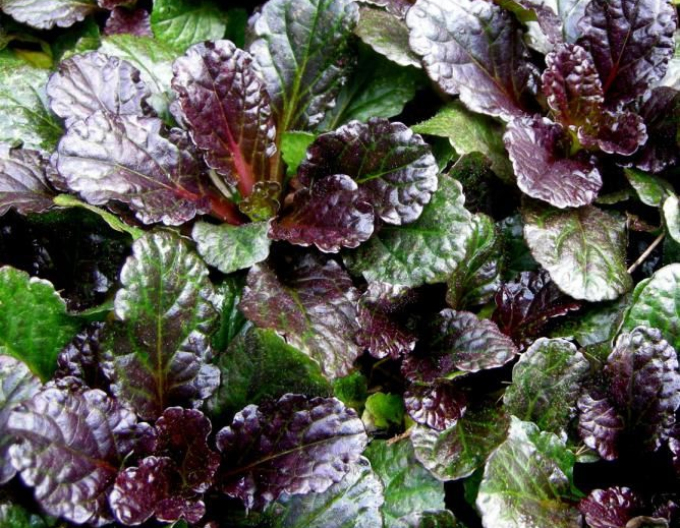 Zběhovec plazivý ´Black Scallop´