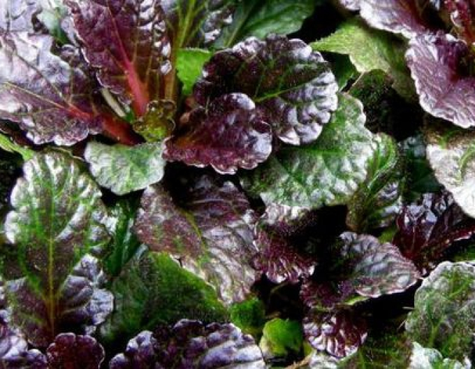 Zběhovec plazivý ´Black Scallop´