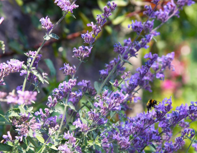 Šanta ´Walker´s Low´