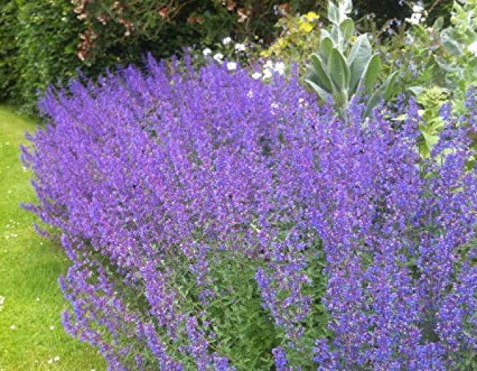 Šanta ´Walker´s Low´