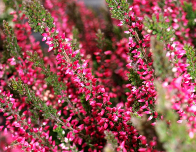 Vřes obecný Aphrodite