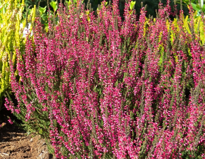 Vřes obecný Aphrodite