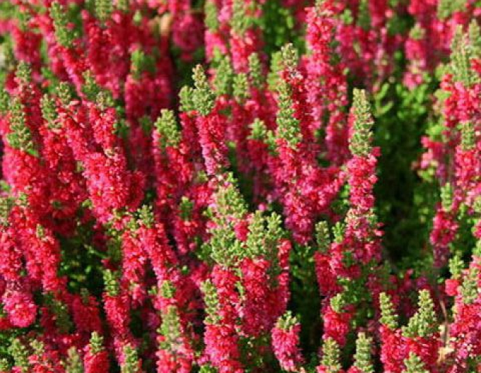 Vřes obecný  Dark Beauty