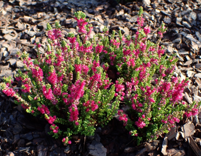 Vřes obecný  Dark Beauty