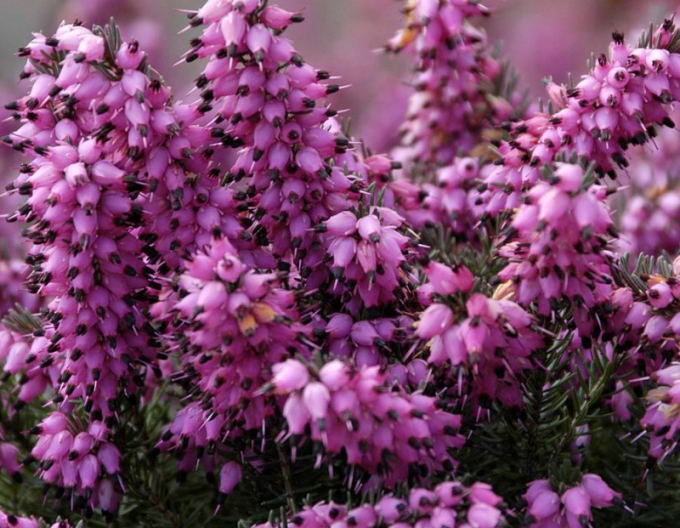 Vřesovec darlejský  Kramer´s Rote