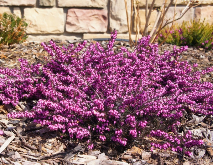 Vřesovec darlejský  Kramer´s Rote