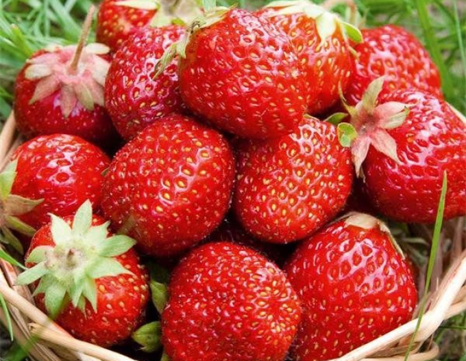 Jahodník jednouplodící ’Rumba’ Exklusiv