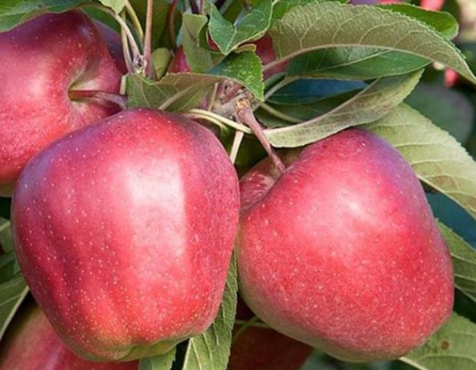 Jabloň Gloster zimní, podn. M26, kont. 5l