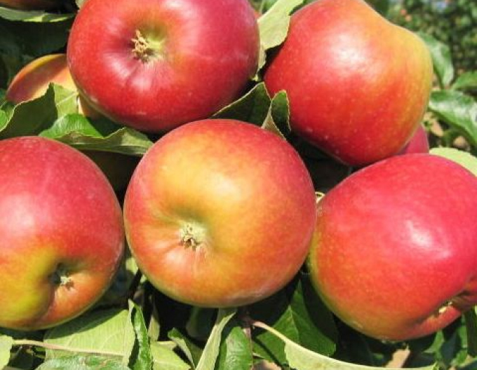 Jabloň ´Mio´ letní, podn. MM106, prostok.