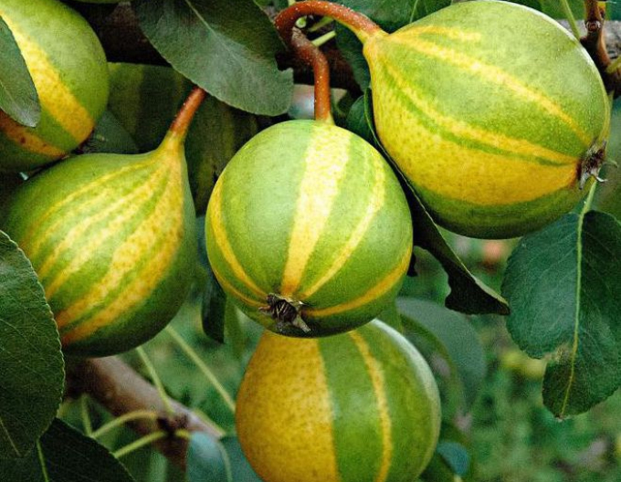 Hruška Schweizer Hose podzimní , podn. Dula, kont. 5l