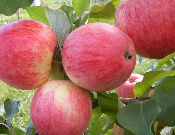 Jabloň Spartan zima