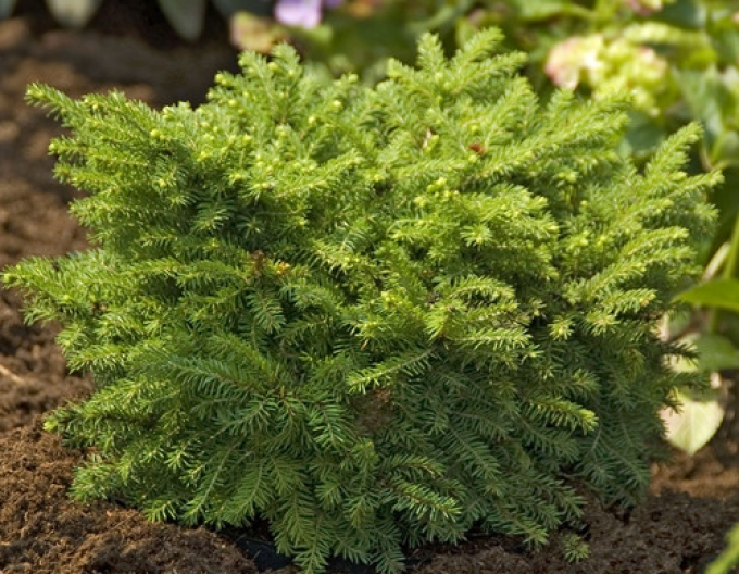 Balkánský smrk ´Karel´