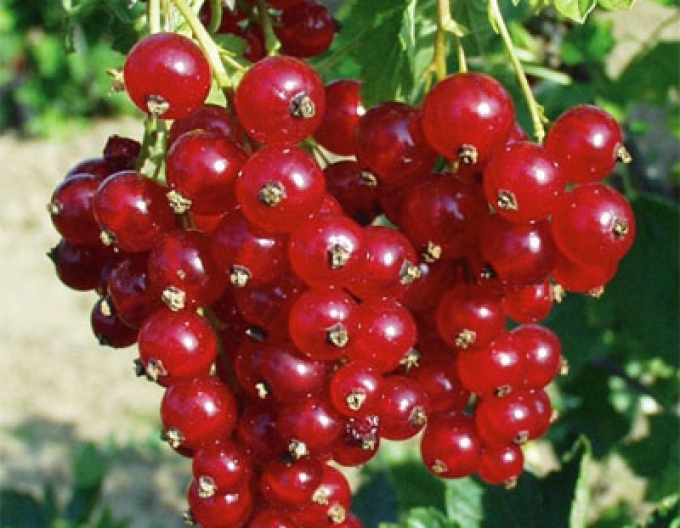 Rybíz červený Tatran stromková, prostok.