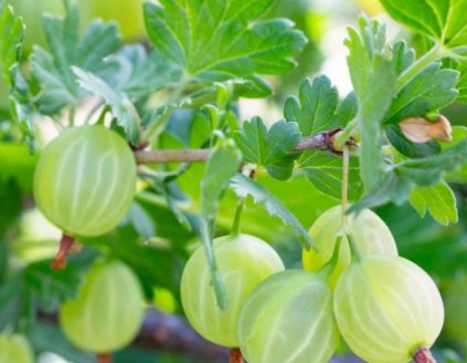 Angrešt Hinnonmaki Green, prostok.