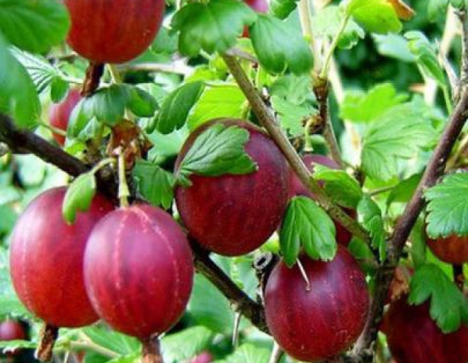 Angrešt ´Hinnonmaki Rot´ Stromkový, kont. 2l