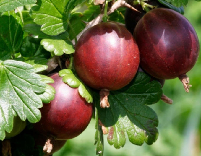 Angrešt ´Hinnonmaki Rot´ Stromkový, kont. 2l