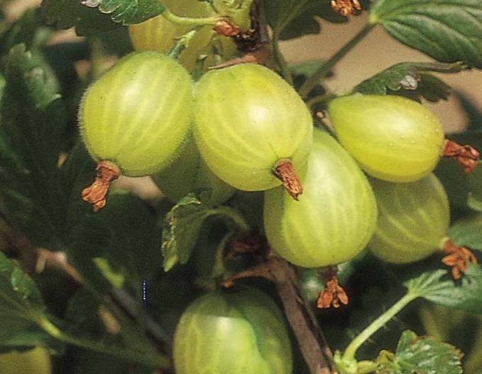 Angrešt bílý  Invicta Stromkový, kont. 2l