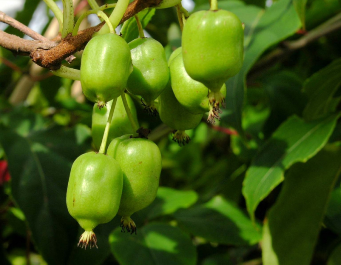 Mini kiwi samosprašné Japsai