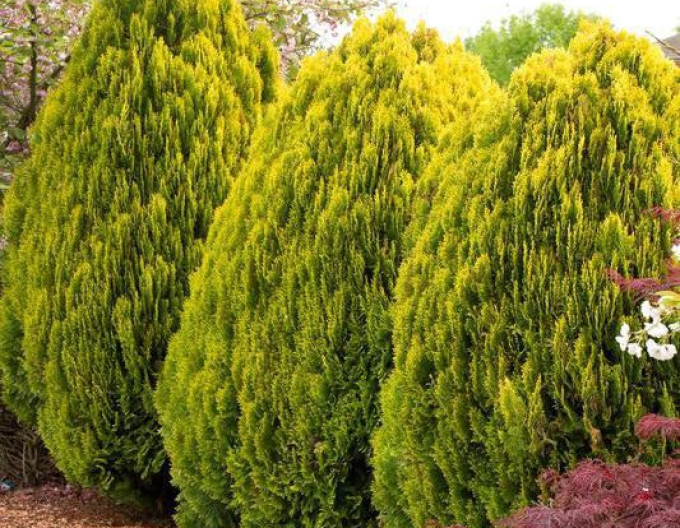 Zerav, túje východní  Aurea Nana