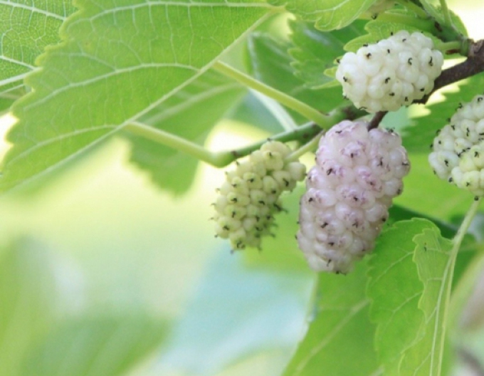 Moruše bílá, prostok.