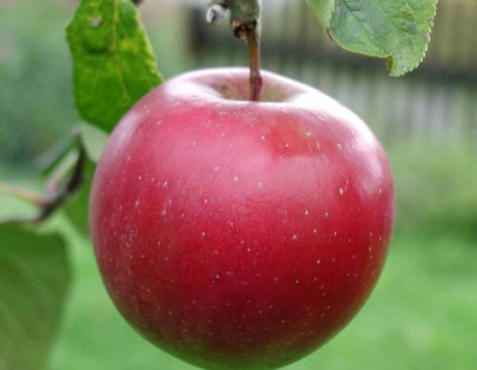 Jabloň Breaburn zima, podn. MM106, prostok.