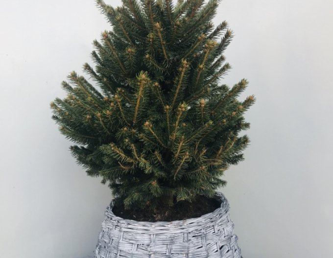 Proutěný koš bílo-šedý