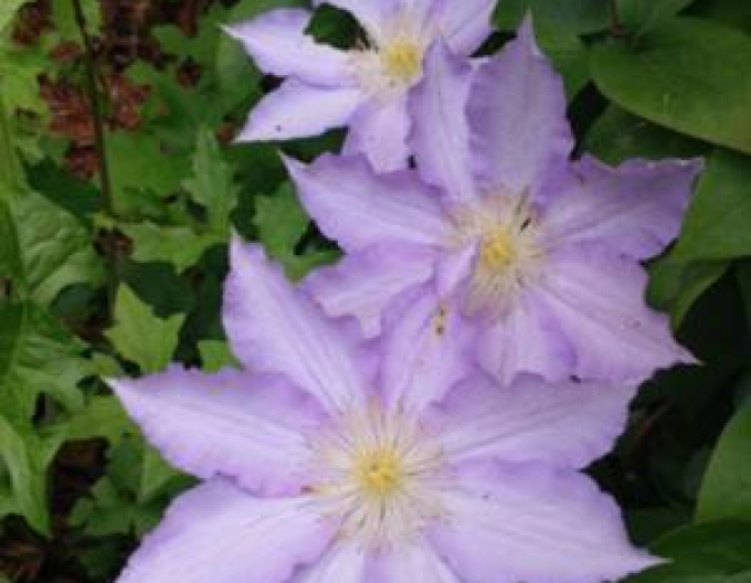 Clematis ´Thyrislund´