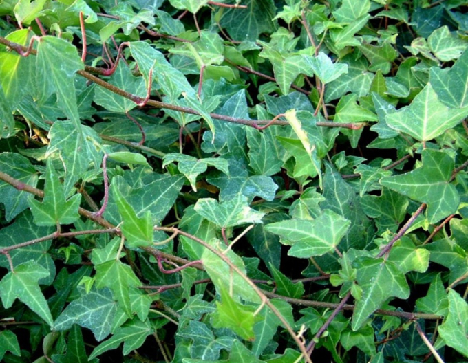 Břečťan Green Ripple