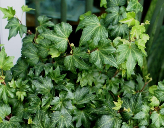 Břečťan Green Ripple