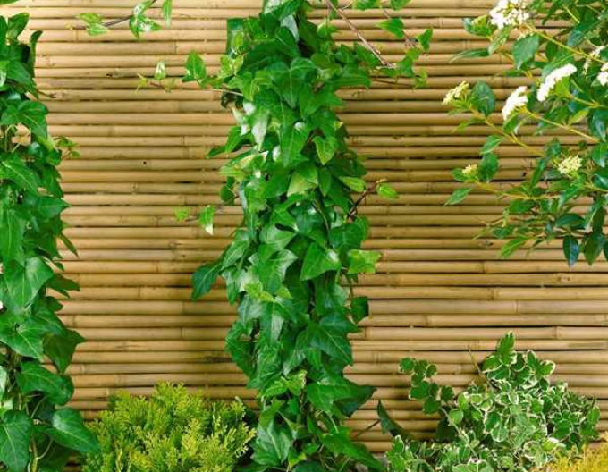 Břečťan Mein Hertz