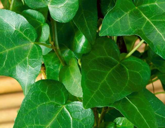 Břečťan Mein Hertz