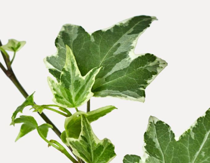 Břečťan White Ripple